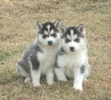 Husky pups met blauwe ogen - 0