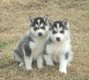 Husky pups met blauwe ogen - 0 - Thumbnail