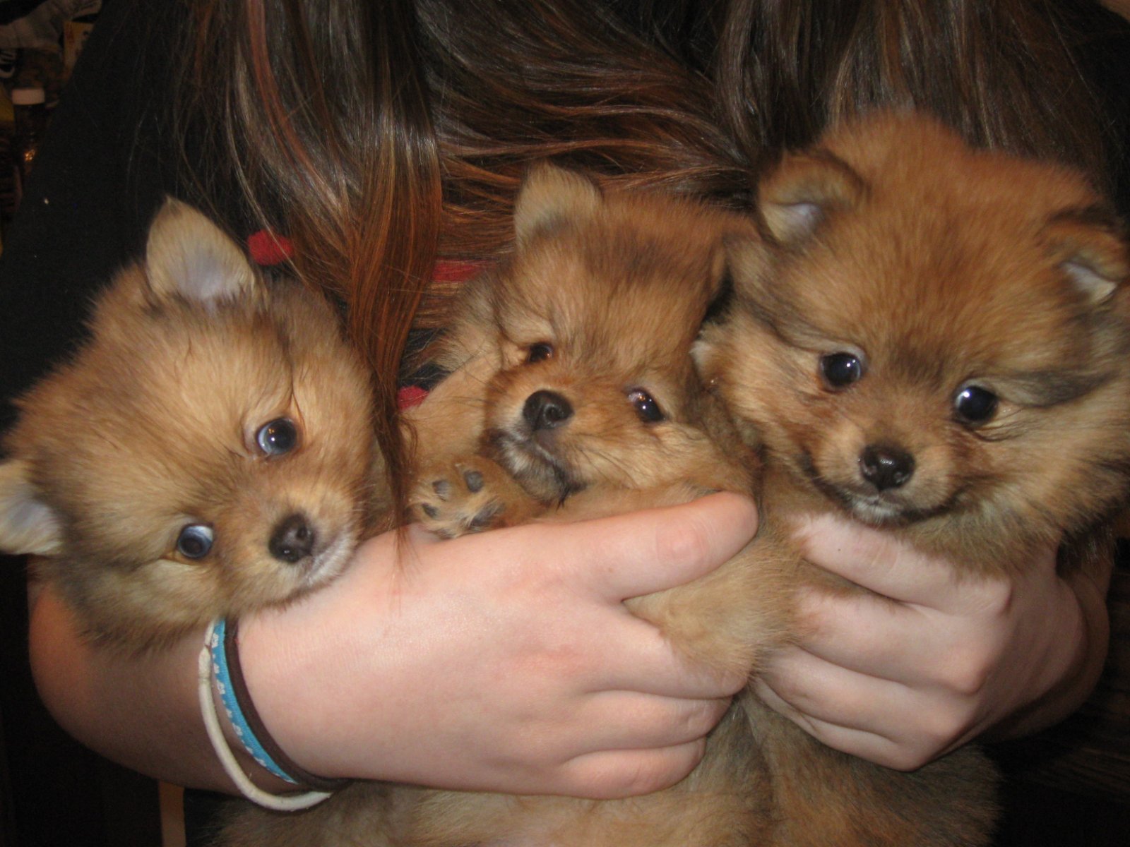 Super leuke pomeranian (pomeriaan, dwergkees) - nr. 1