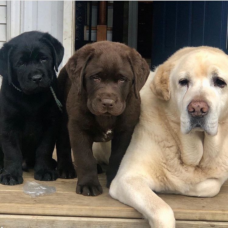 Mooie blonde labrador pups - nr. 1