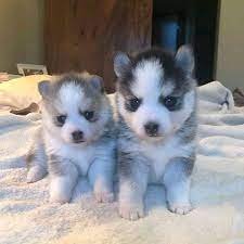 Siberische Husky pups te koop - nr. 1