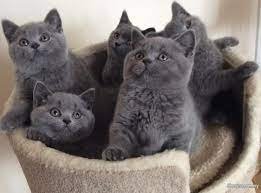 Brits korthaar katten - nr. 1