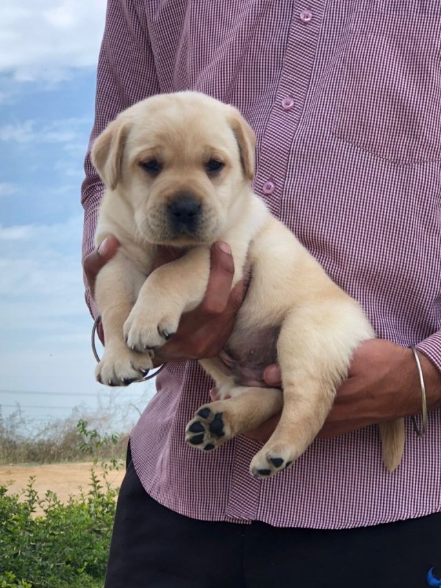 Labrador pups te koop. - nr. 1