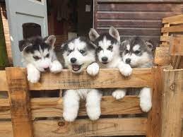 Siberische Husky pups - nr. 1