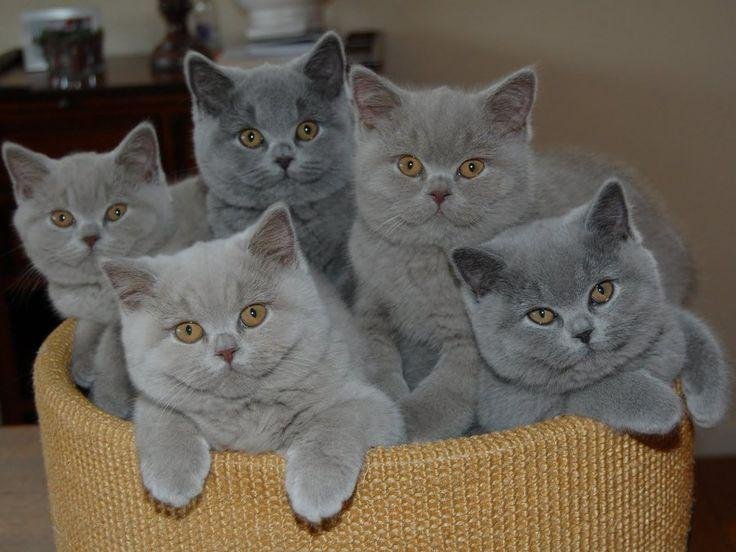 british shorthair - nr. 1