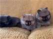 pomeranian dwergkees zwergspitz pomeriaan - 0 - Thumbnail