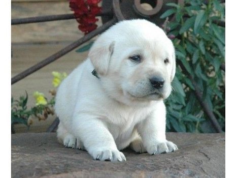 prachtig nestje Labrador pups - 0