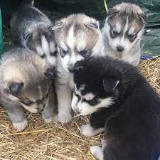 siberische husky pups - 0