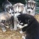 siberische husky pups - 0 - Thumbnail