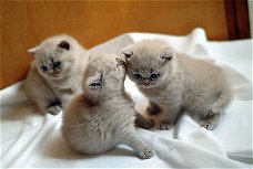 Britse korthaar kittens