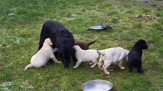 Schattige Labrador Retrievers Pups Beschikbaar - 0