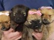 Mooie Pomeriaan pups - 0 - Thumbnail