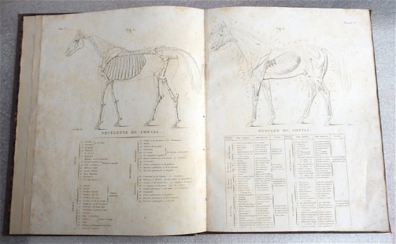 [Paarden] Album met 21 platen [1820?] Equitation Militaire - 2