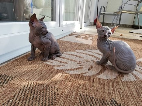 Sphynx Kittens Beschikbaar met Stamboom! - 0