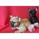 Twee Franse Blaue Bulldog Pups - 0 - Thumbnail