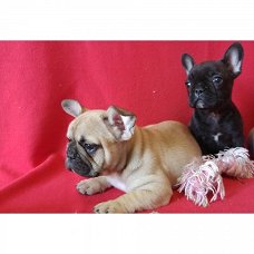 Twee Franse Blaue Bulldog Pups