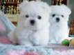 mini maltezer pups - 0 - Thumbnail