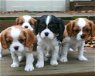 Cavalier King Charles-puppy's. - 0 - Thumbnail