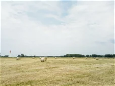 June hay bales