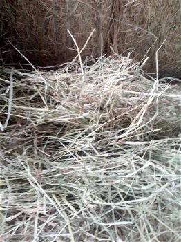 June hay bales - 4