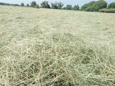 June hay bales - 6