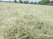 June hay bales - 6 - Thumbnail
