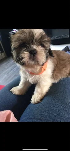 Schattige Shih tzu-puppy's voor adoptie.