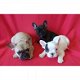 Franse Blaue Bulldog Pups - 0 - Thumbnail