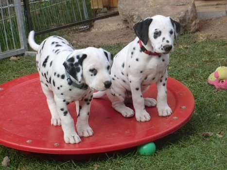 Mooie Dalmatier Puppies - 0