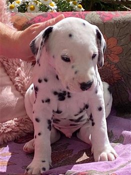 Dalmatische puppy's cadeau - 0