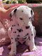 Dalmatische puppy's cadeau - 0 - Thumbnail