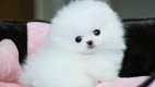 Pommeren puppy cadeau voor gratis adoptie - 0 - Thumbnail