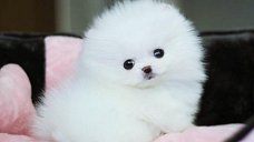 Pommeren puppy cadeau voor gratis adoptie