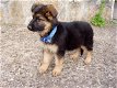 Fantastisch cadeau Duitse herder puppy's - 0 - Thumbnail