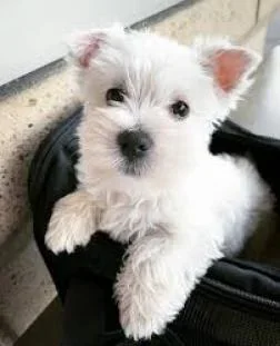 Geef WESTELIJK HOOGLANDTERRIËR-puppy's cadeau voor adoptie - 0