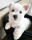 Geef WESTELIJK HOOGLANDTERRIËR-puppy's cadeau voor adoptie - 0 - Thumbnail