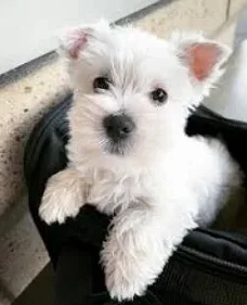 Geef WESTELIJK HOOGLANDTERRIËR-puppy's cadeau voor adoptie