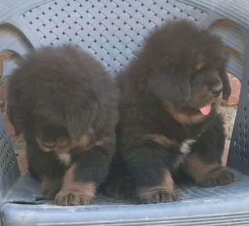 Adorable male and female Tibetan mastiff puppies for sale - 0