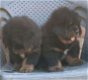 Adorable male and female Tibetan mastiff puppies for sale - 0 - Thumbnail