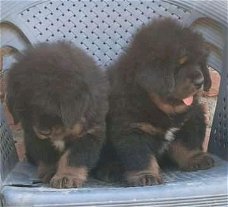 Adorable male and female Tibetan mastiff puppies for sale