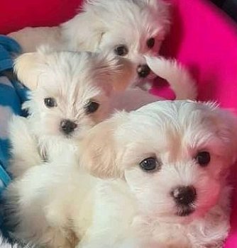 Home raised male and female Maltese puppies for rehoming - 0