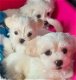 Home raised male and female Maltese puppies for rehoming - 0 - Thumbnail
