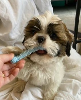 Adoring Shih Tzu puppies male and female for sale - 0