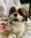 Adoring Shih Tzu puppies male and female for sale - 0 - Thumbnail