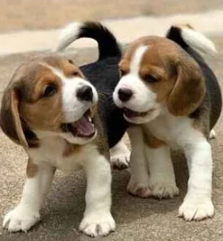 Pure breed male and female Beagle puppies for sale - 0