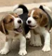 Pure breed male and female Beagle puppies for sale - 0 - Thumbnail