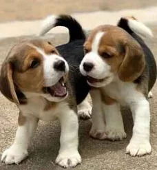 Pure breed male and female Beagle puppies for sale