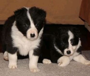 Vet checked male and female border collie dog for sale borders - 0