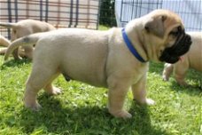 Quality English mastiff puppies male and female for sale