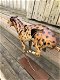Een geweldig beeld van een jaguar-mooi in kleur-kunstwerk - 5 - Thumbnail